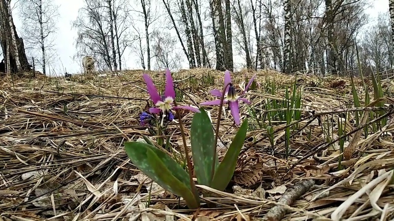 Анна Долгарева.