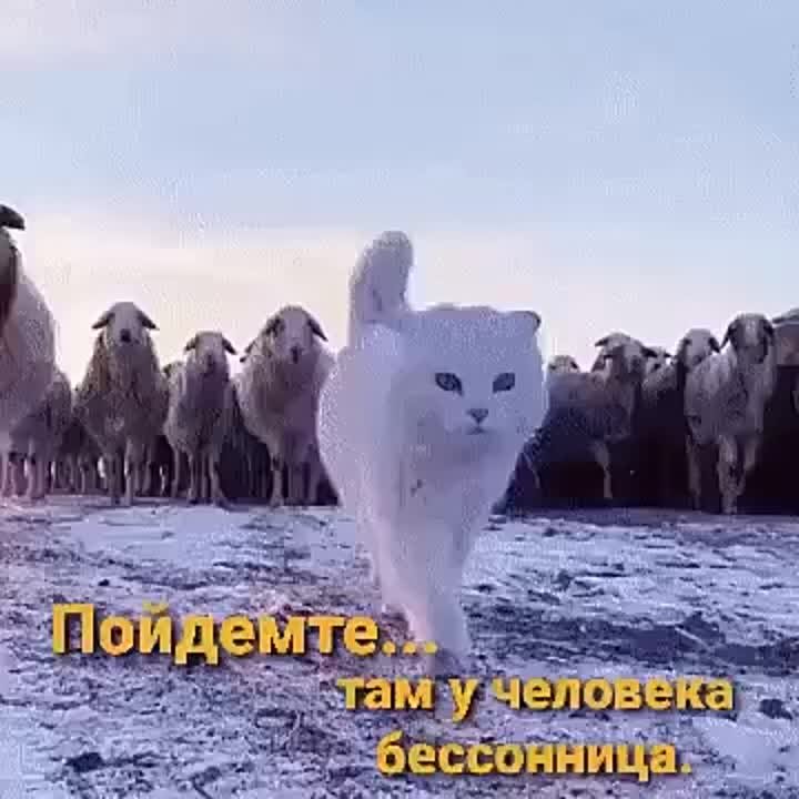 Приколы.)