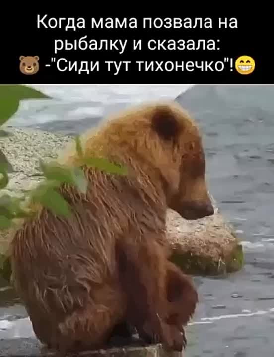 Смешные гифы-1