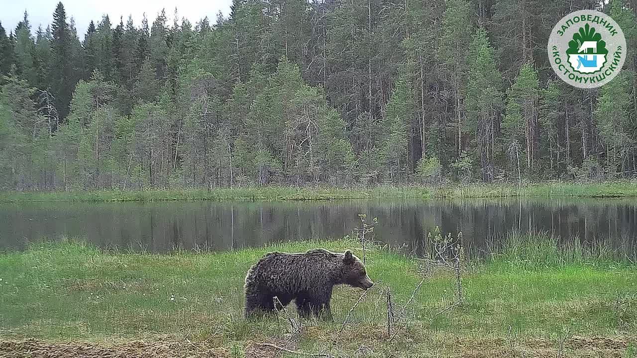 ВИДЕОЛОВУШКИ