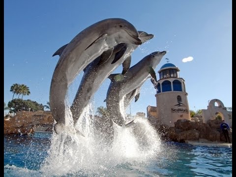 SEA WORLD