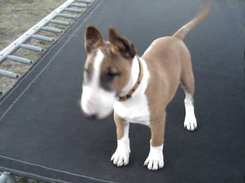 [Mini Bull terrier]