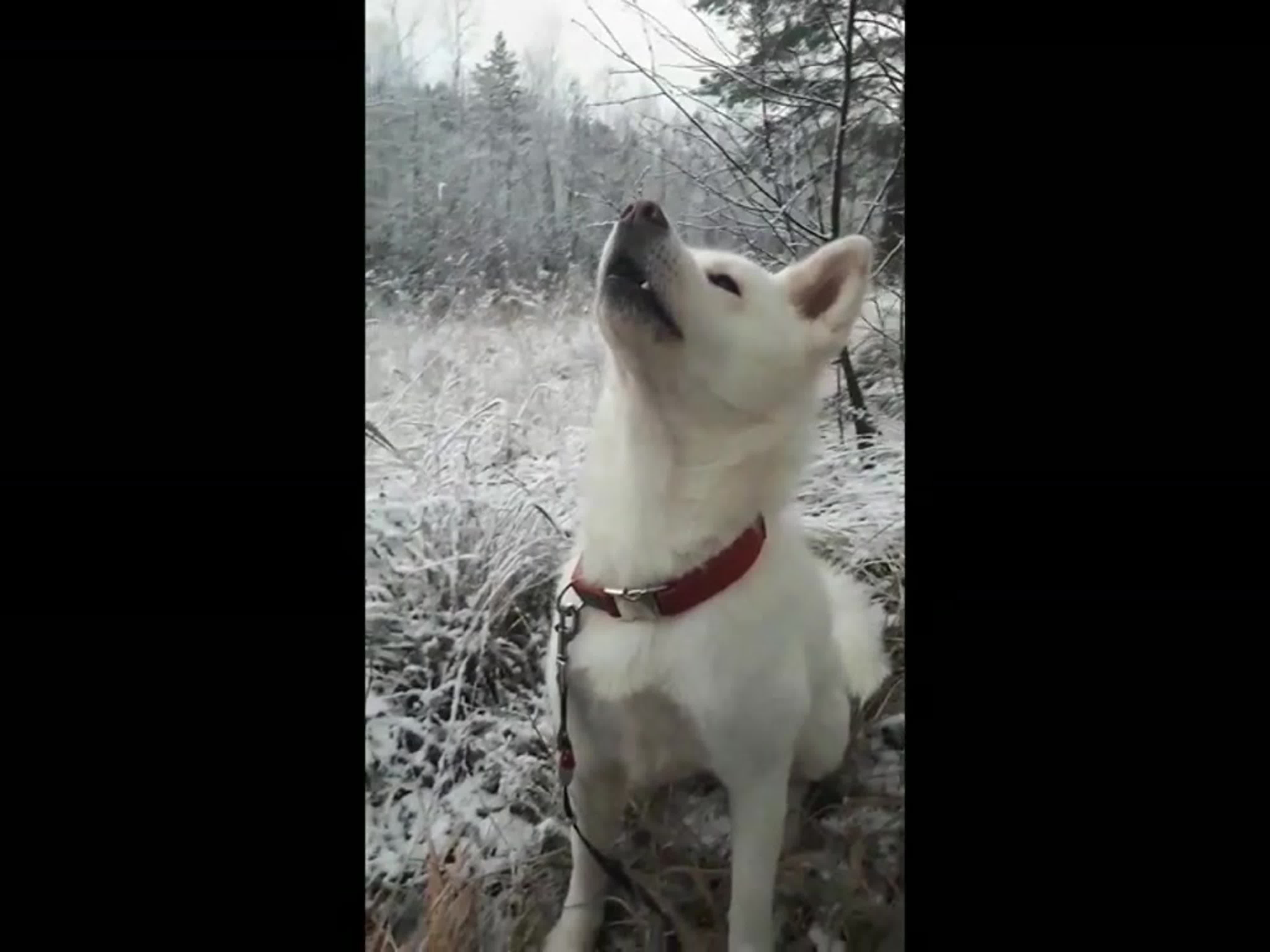 Конкурс «Cat walk/Dog walk»