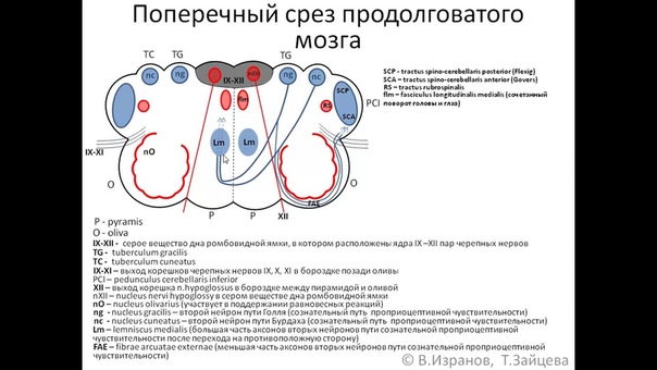 Анатомия