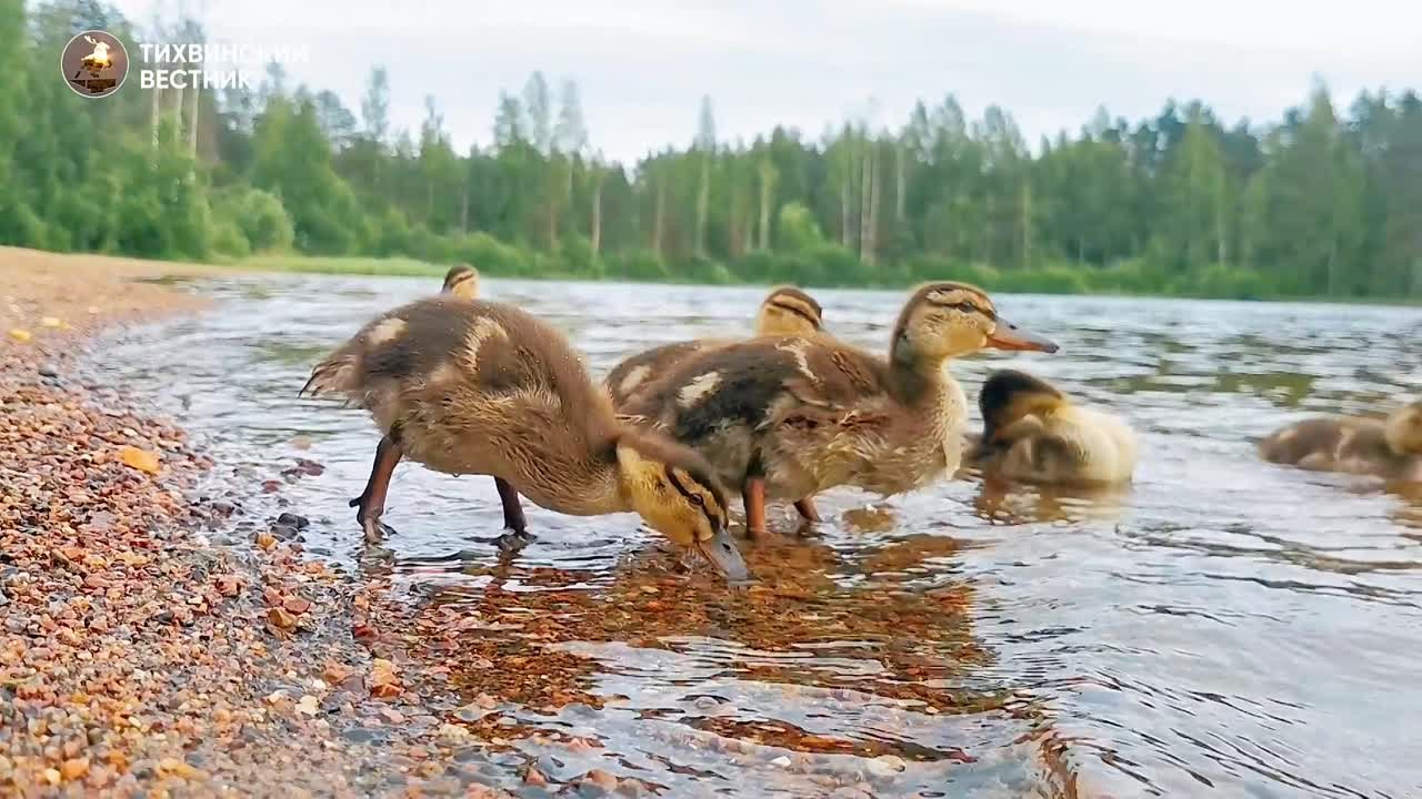 Видосы