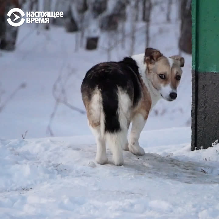 Лучшие видео 2018