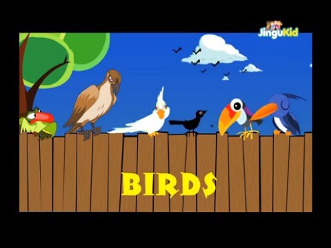 Birds