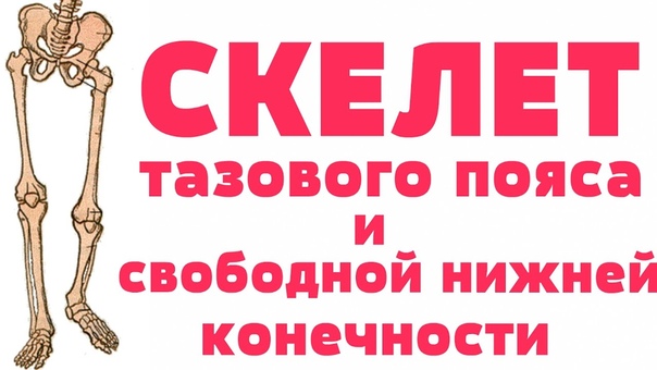 Видео-уроки АНАТОМИЯ ЧЕЛОВЕКА