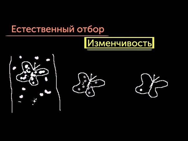 Эволюция и естественный отбор