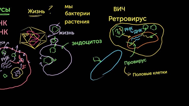 Иммунная система человека - ключ к здоровью