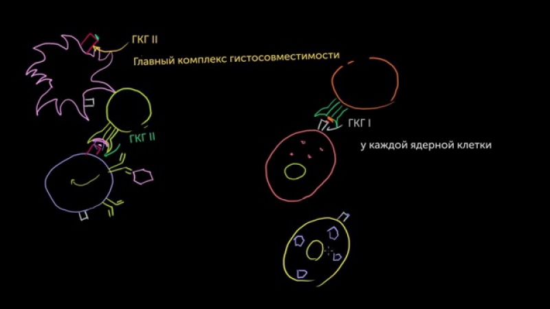 Видео по Иммунологии