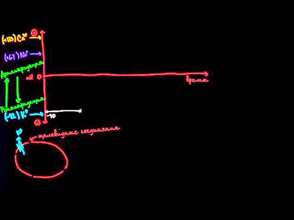 Биохимия работы мускулатуры