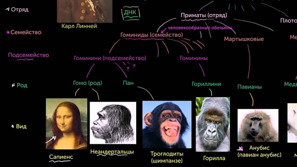 Лекции Khan Academy: «Древо жизни»