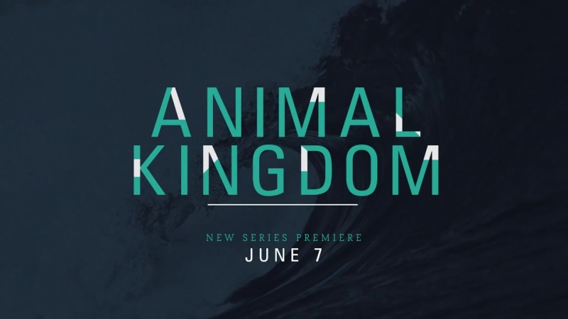 По волчьим законам / Animal Kingdom. Сериал.