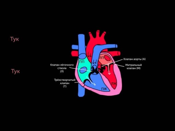 Образовательные ролики проекта Khan Academy: «Кровь и кровообращение».