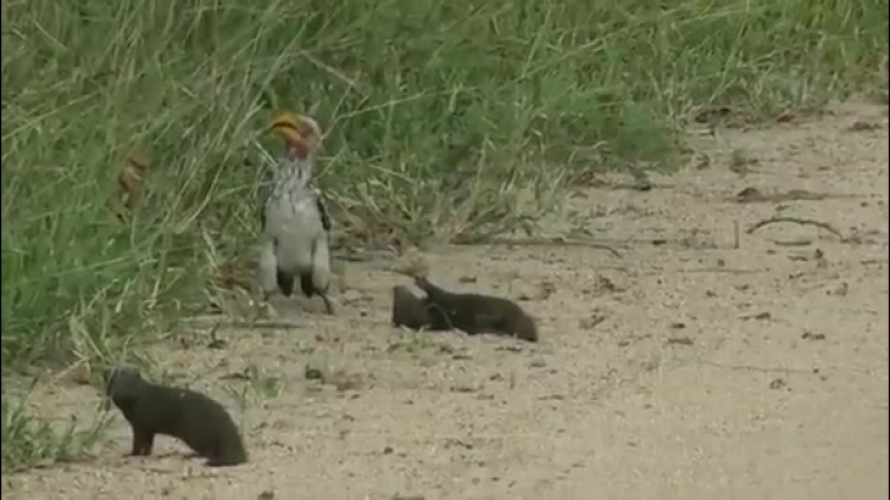 ВИДЕО СО ЗВЕРЯМИ