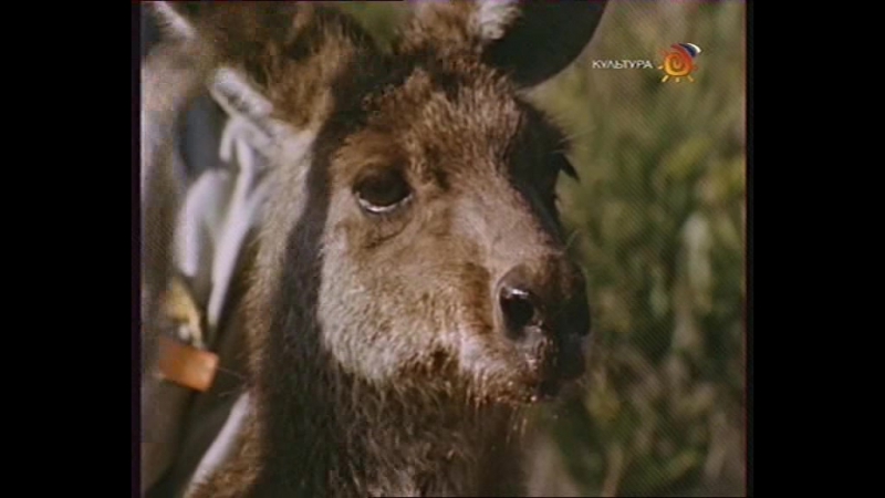 "Скиппи / Skippy the Bush Kangaroo." (1967)(Австралия)