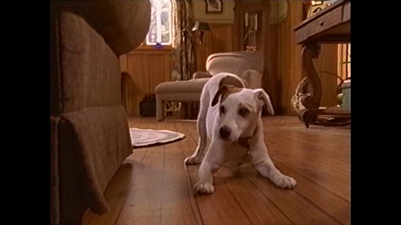 "Вишбон – собака - фантазёр / Wishbone." (1995) (США) 2 Сезона БЕЗ ПЕРЕВОДА !!!