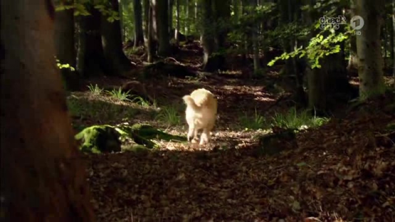 "Полный дом животных / Tiere bis unters Dach." (2010 - 2014)(Германия)