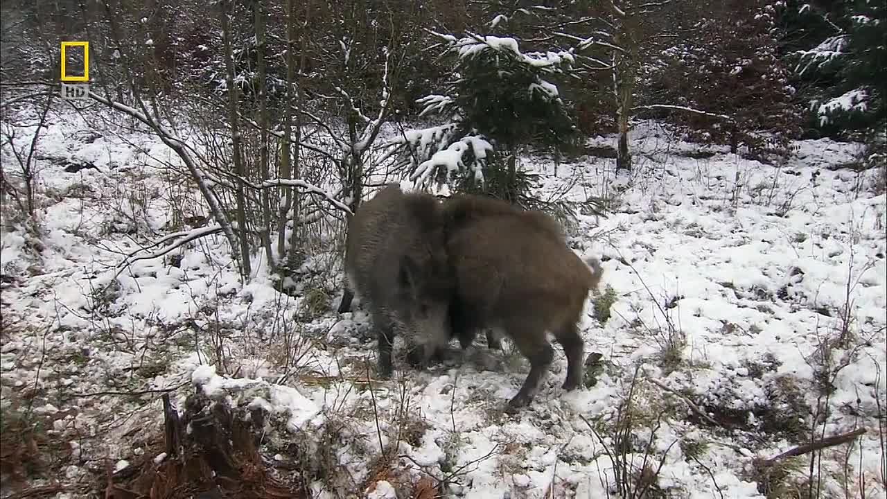 National Geographic: Wild Russia | Дикая природа России.