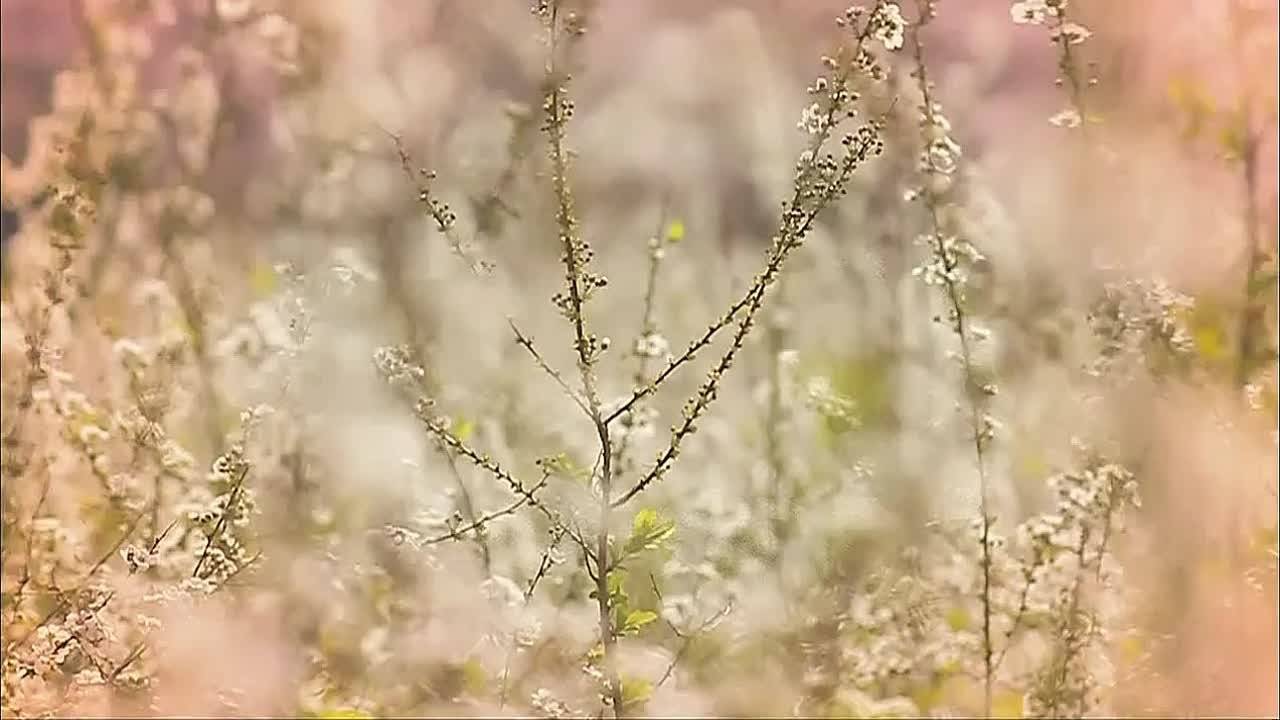 Фантастическая любовь / Таинственная любовь / Secret Love