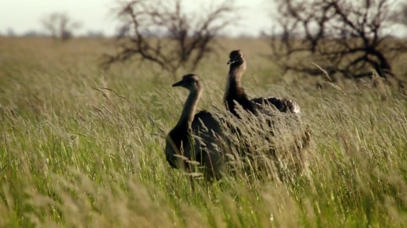 Большие птицы с Дэвидом Аттенборо/ Attenboroughs Big Birds (2015)