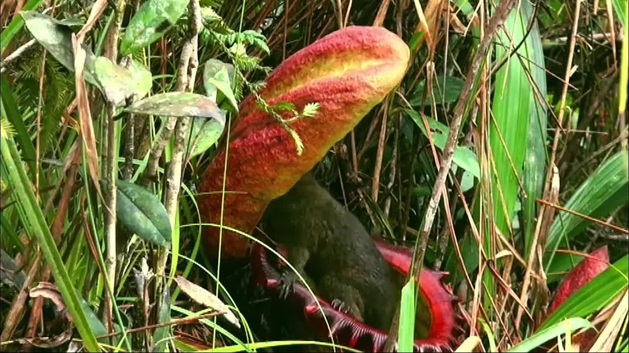 Царство растений / Kingdom of Plants (2012)