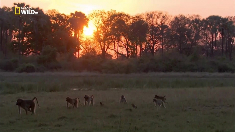 Животный мир National Geographic / Nat Geo Wild