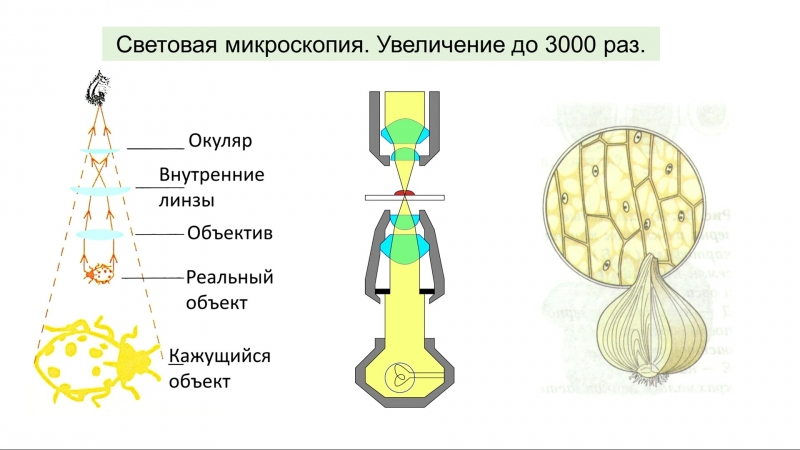 Лекции по биологии. Петр Гамбарян (10-11 класс).