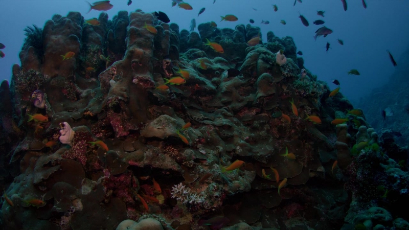 Большой Барьерный риф с Дэвидом Аттенборо / Great Barrier Reef with David Attenborough