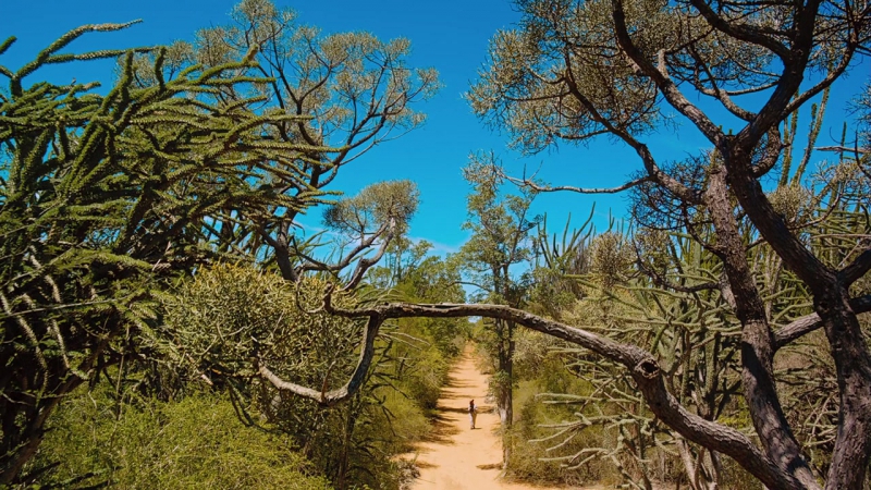 Остров лемуров: Мадагаскар / Island of Lemurs: Madagascar