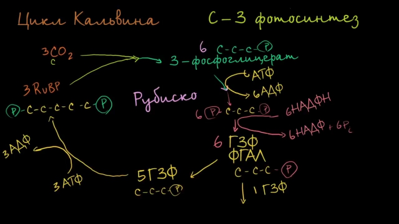 Khan Academy: Фотосинтез