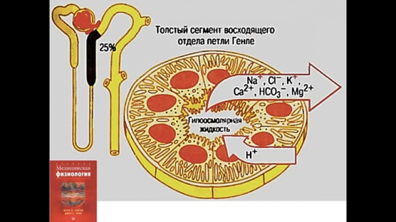 Физиология почек