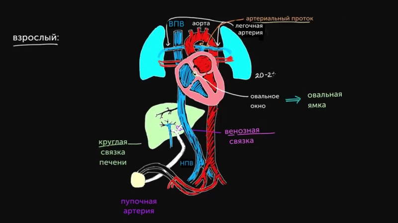 KhanAcademy: кровообращение плода