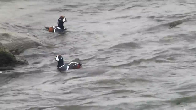 Каменушка (harlequin duck)