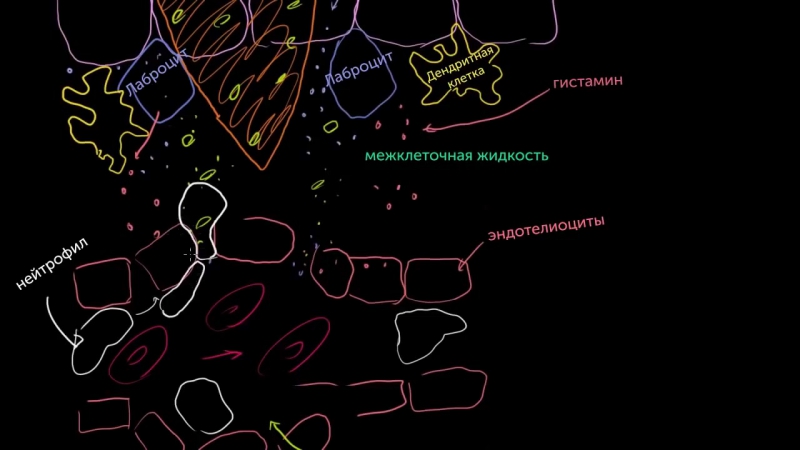 Khan Academy: Иммунология