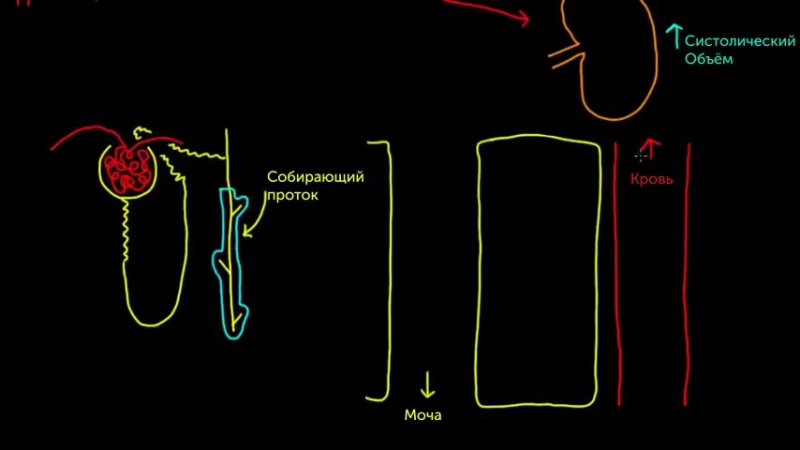 Khan Academy: Кровеносная система