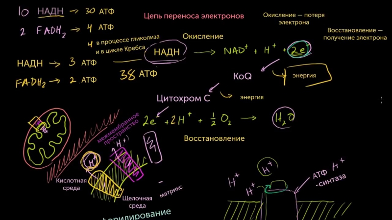 Khan Academy: Дыхание клетки