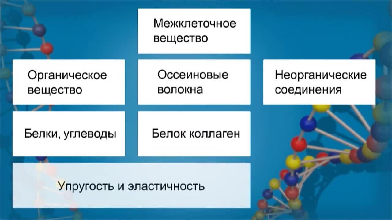 Биология 8 класс