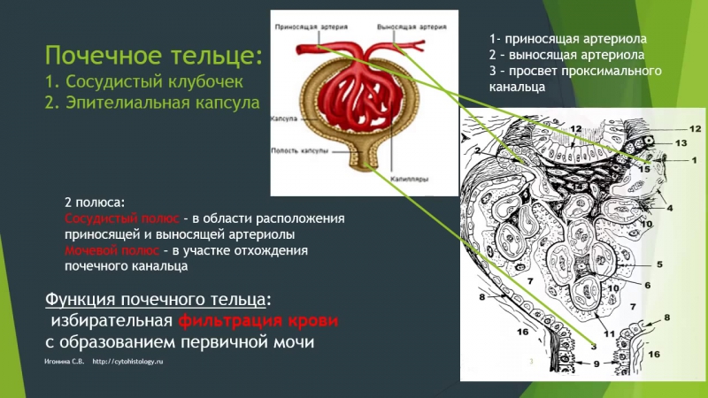 ЛЕКЦИИ  - Светлана Игонина