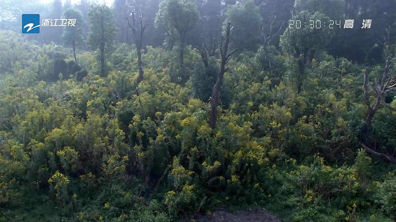 (САБЫ) Возвращение домой / 1945: на другой стороне [2012]