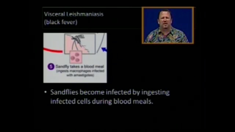 Лейшмании (Leishmania)