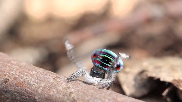 Паук-павлин (Maratus volans)