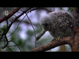 Wild Russia National Geographic