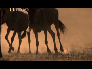 National Geographic. Великие миграции