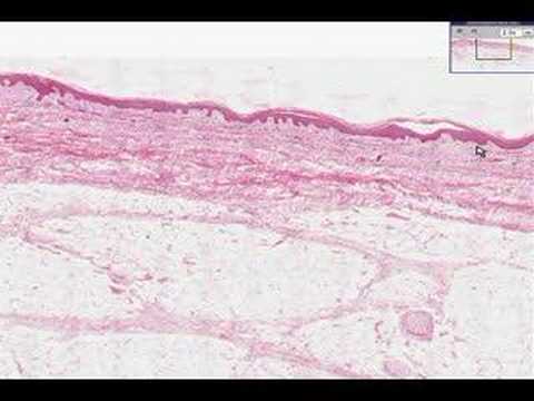 Гистология человека (Shotgun Histology)