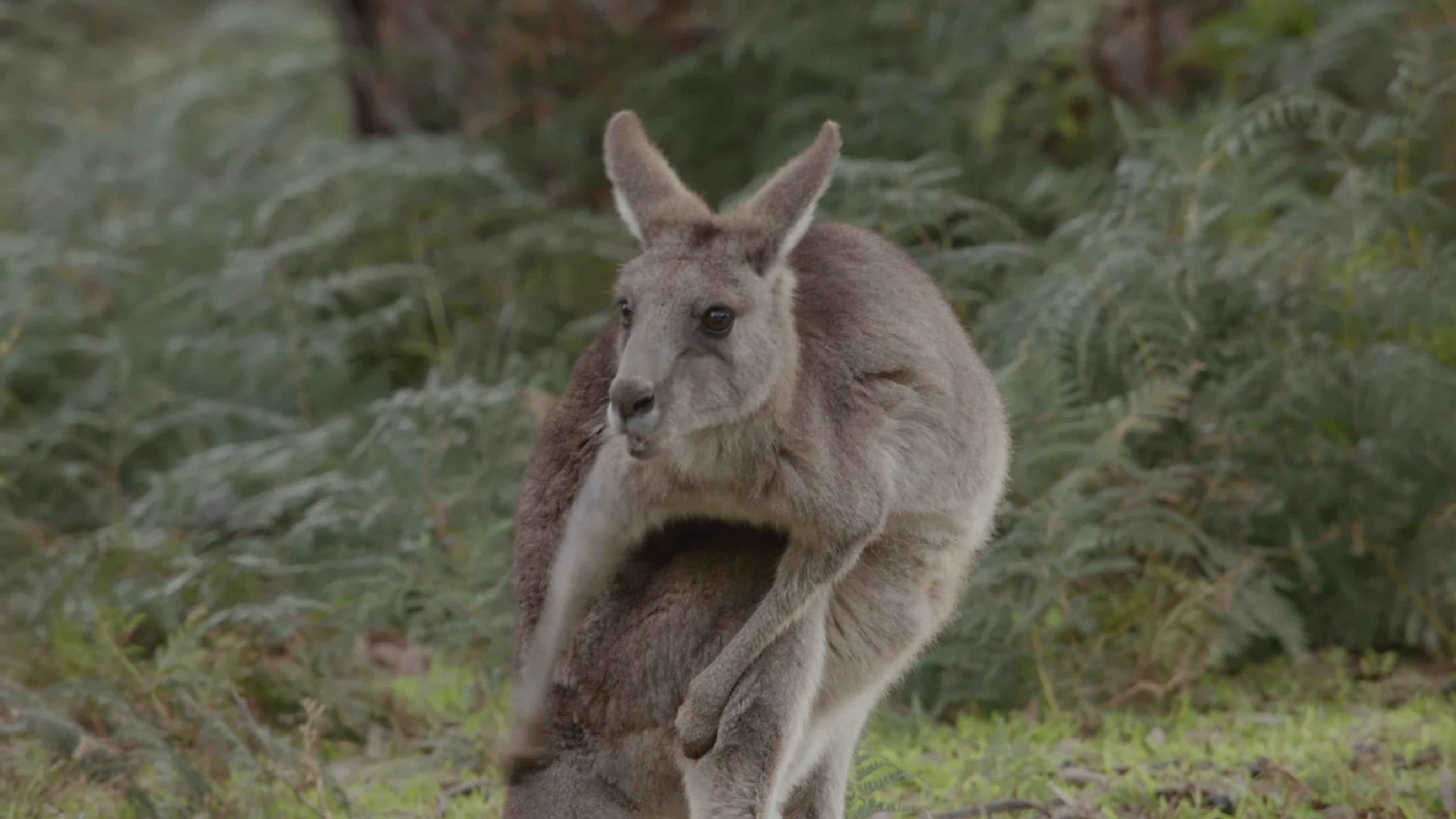 Тайная жизнь кенгуру / Secret Life of the Kangaroo (2016)