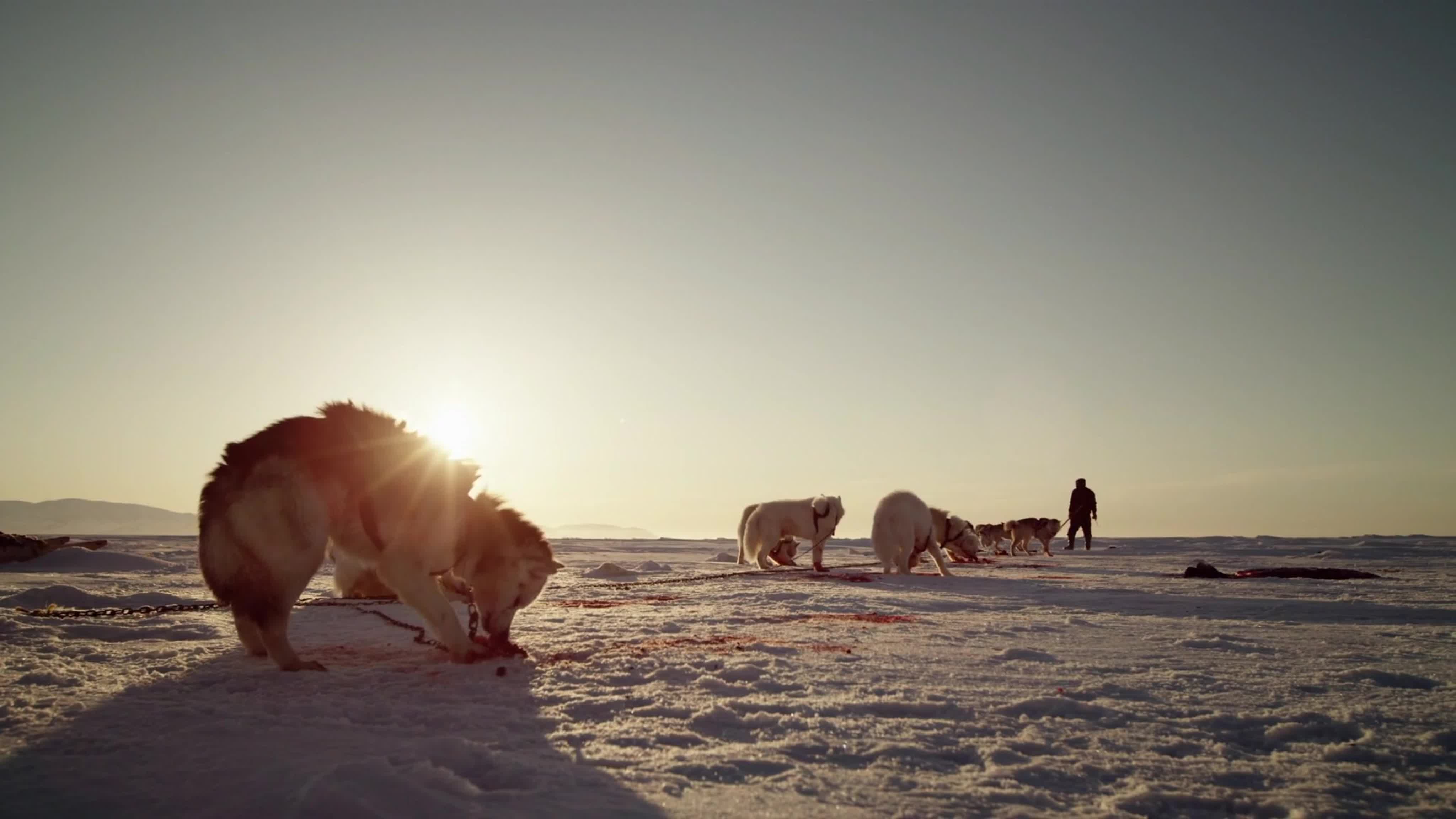 Дикая Канада / Wild Canada (2014 - ...)