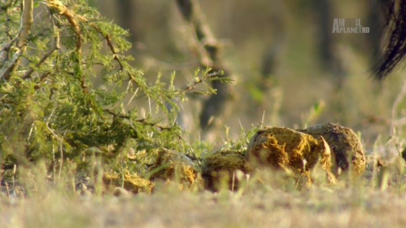 Древо жизни / Africa's Trees of Life (2015)