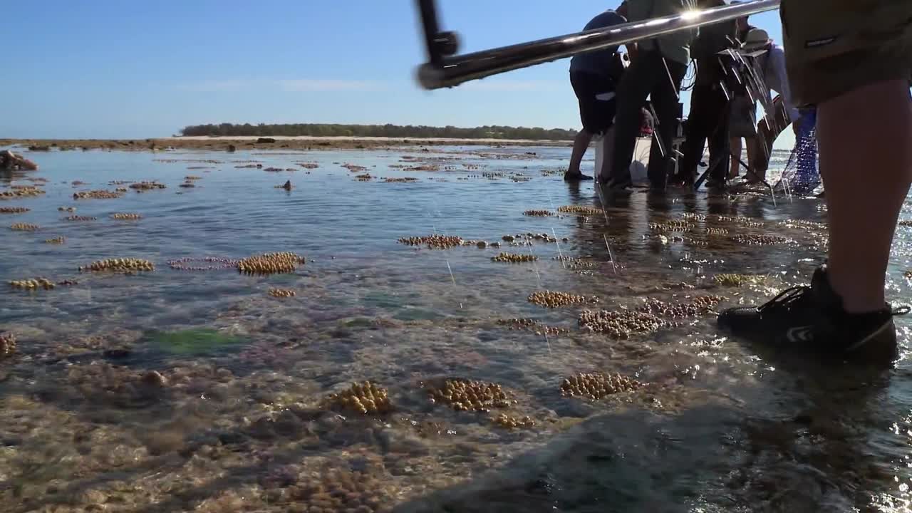 Большой барьерный риф с Дэвидом Аттенборо / Great Barrier Reef with David Attenborough (2015 - ...)